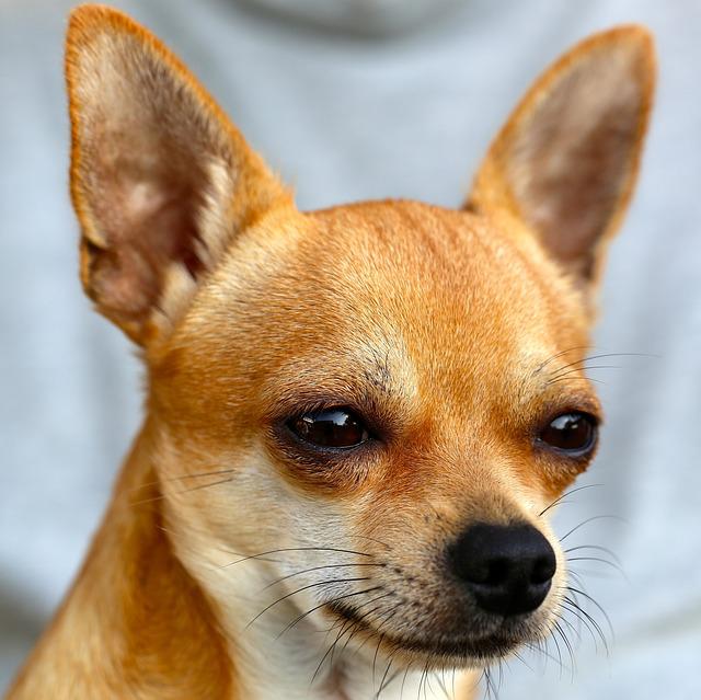Example Chihuahua